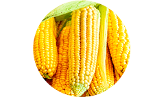 Ingredient 2